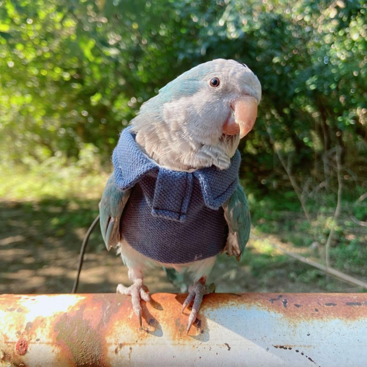 Bird Costume Bird Diaper Flight Suit Bird Blue Top Bird Clothes Cosplay Photo Prop for Parrots Lovebird Parakeet Cockatiel Small Animals Apparel (with Diaper,XL)