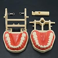 Vista 9 de Práctica Dental Estándar 28 Unids Desprendible Enroscado Dientes Modelo Demo M8013 Relleno Ajuste Frasaco ANA-4 Tipo Typodont Gingivae Suave