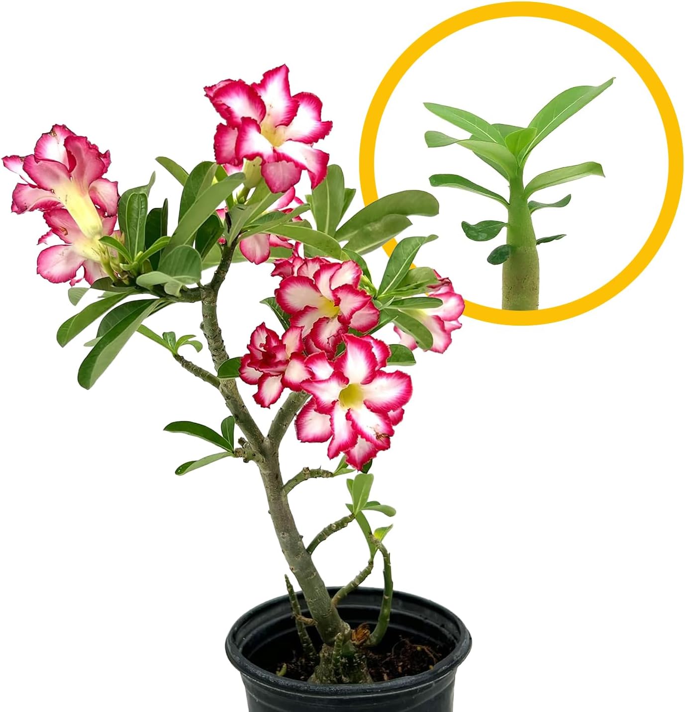 ragnaroc Live Succulents – Adenium Obesum Desert Rose 3-6” Tall 2" Plug - 3ct - Color When Flowering May be Pink or Red, Bonsai Caudex - Live Arrival Guaranteed - House Plants for Home Decor & Gift