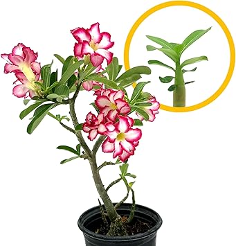 ragnaroc Live Adenium Obesum Desert Rose 2" Plug