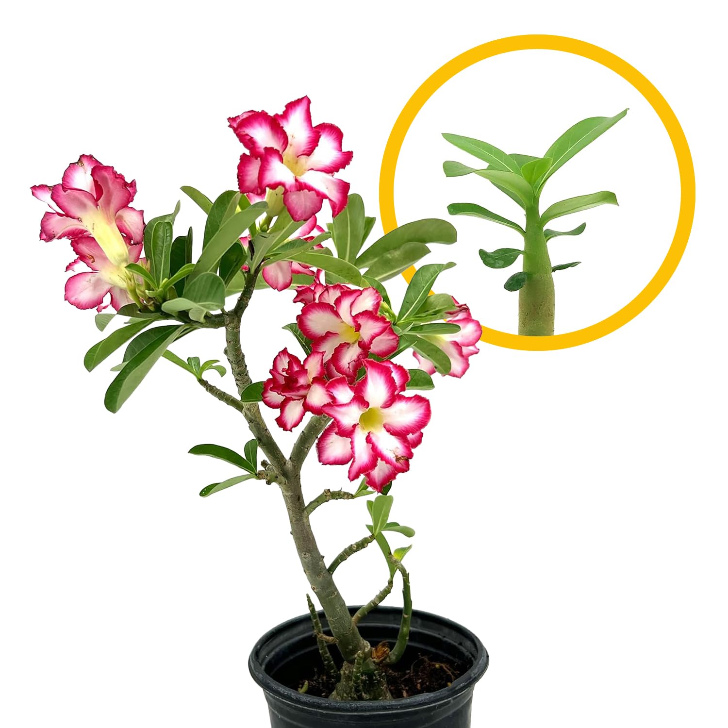 ragnaroc Live Succulents β Adenium Obesum Desert Rose 3-6β Tall 2" Plug - 1ct - Color When Flowering May be Pink or Red, Bonsai Caudex - Live Arrival Guaranteed - House Plants for Home Decor & Gift