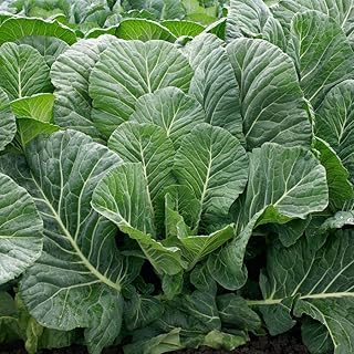 Park Seed, Top Chop Collard Seeds, Pack of 200 Seeds