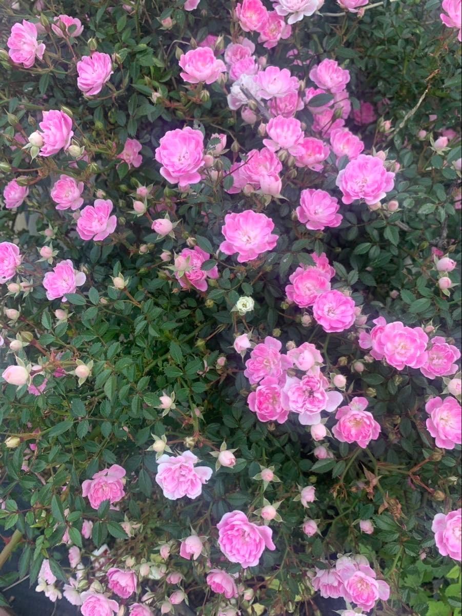 Amazon.co.jp: 姫バラの苗 つるバラ ピンク 苗 四季咲き 花芽あり