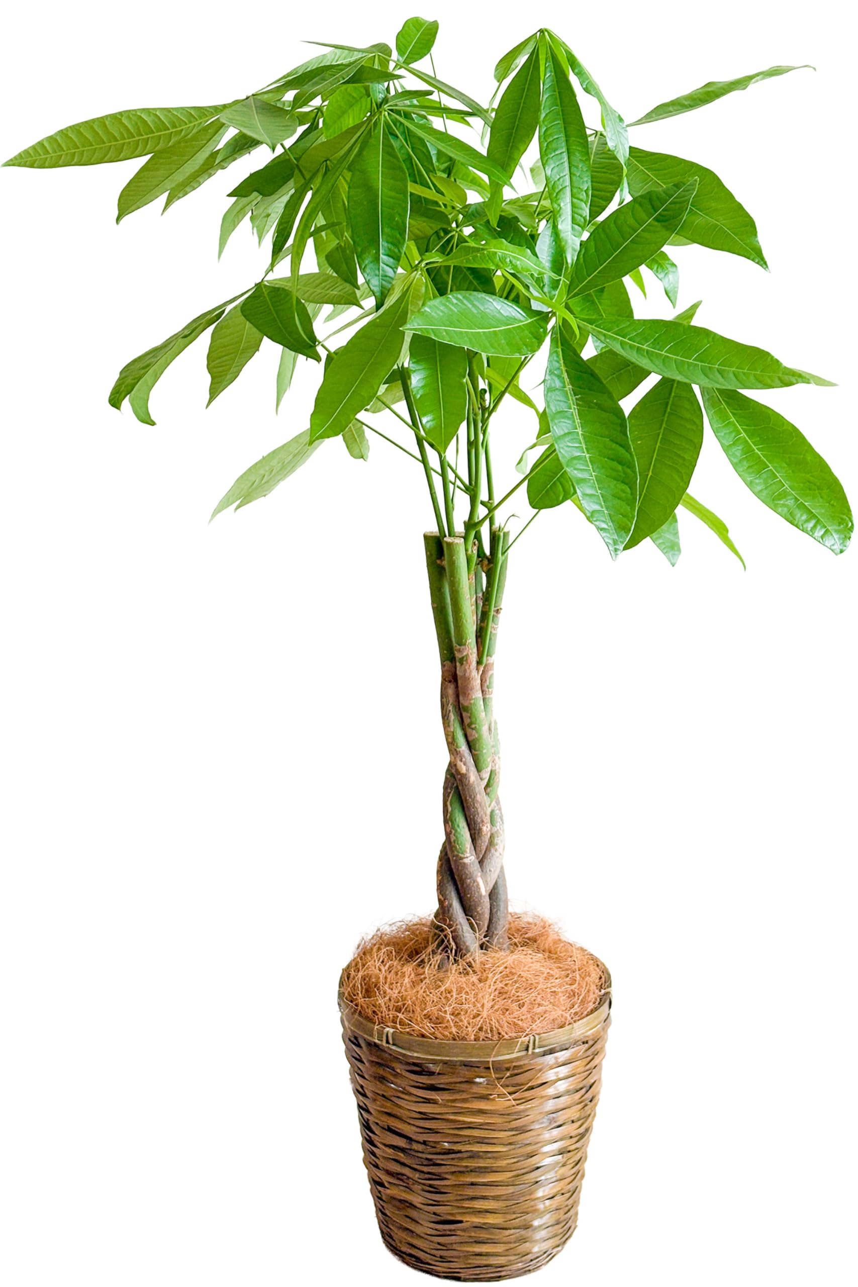 Amazon｜[ miipas ] パキラ 7号鉢 編み込み ねじり 本物 大型観葉植物