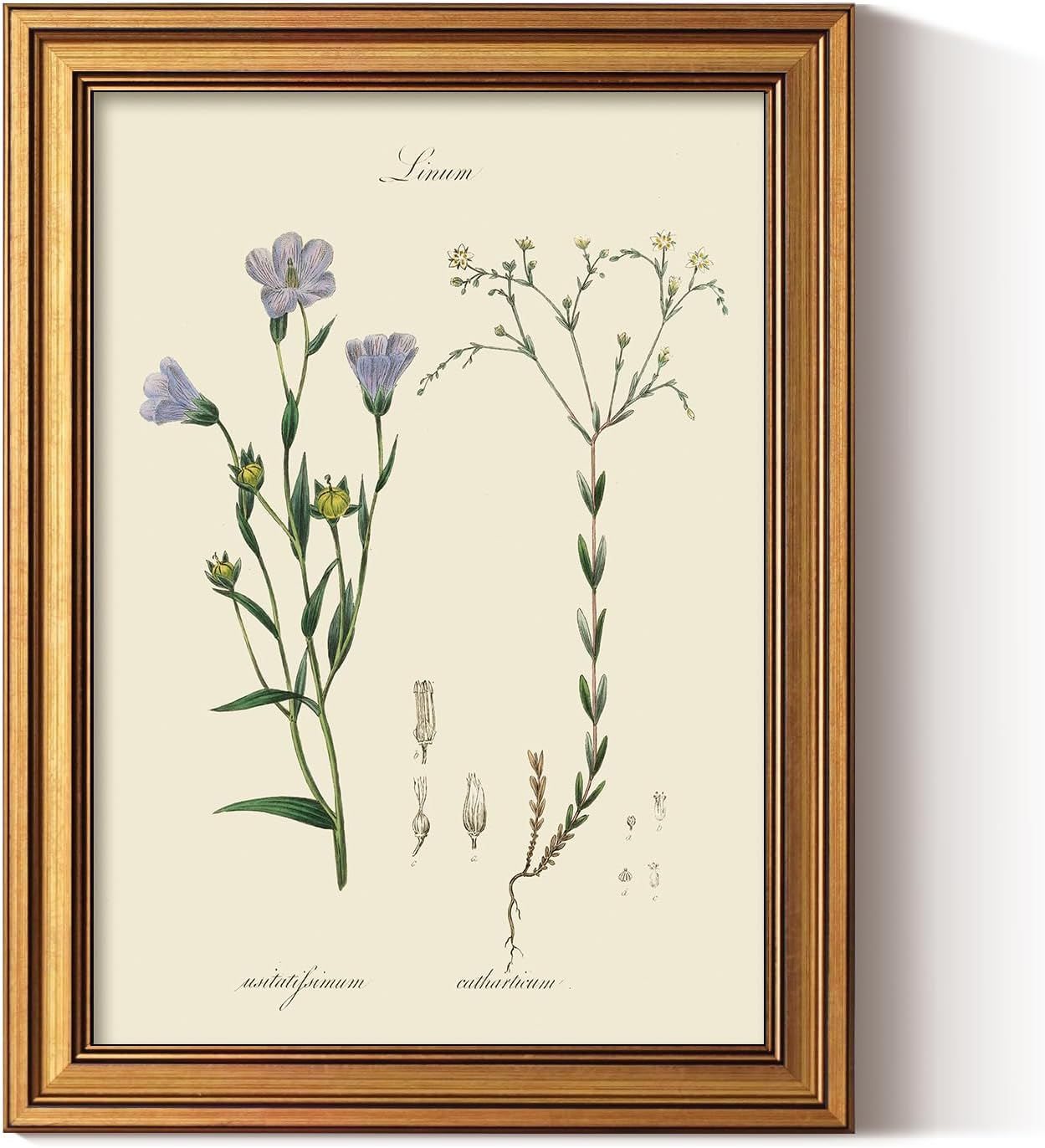 ARPEOTCY Vintage Botanical Wall Art Framed, Antique Floral Illustration with Gold Frame, Classic Wall Decor for Living Room Bedroom or Bathroom, 12x16 Inch