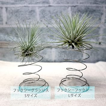 Amazon エアープランツ チランジア フックシー グラシリス Sサイズ 幅約7cm 高さ約5cm Sサイズ 1個 T Fuchsii Var Gracilis 品種で選べるエアプランツ 初心者にも育てやすく リビングやオフィスのインテリアに 造花ではありません 生きている エアープランツです