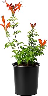 Cape Honeysuckle Orange Tecoma Capensis, 1 Gallon Plant Garden Climbing ...