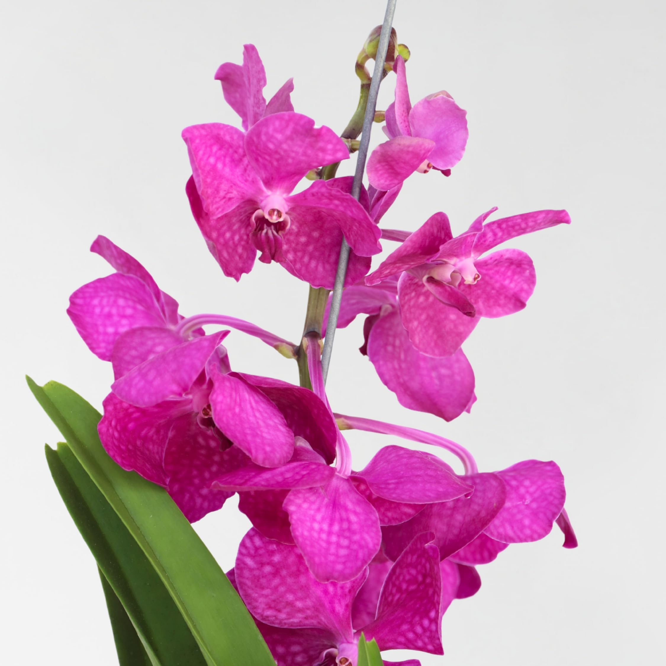 Plant in a Box - Orchidea Vanda 'Tayanee Cerise' - Kremowo-biała - Wysokość 65cm