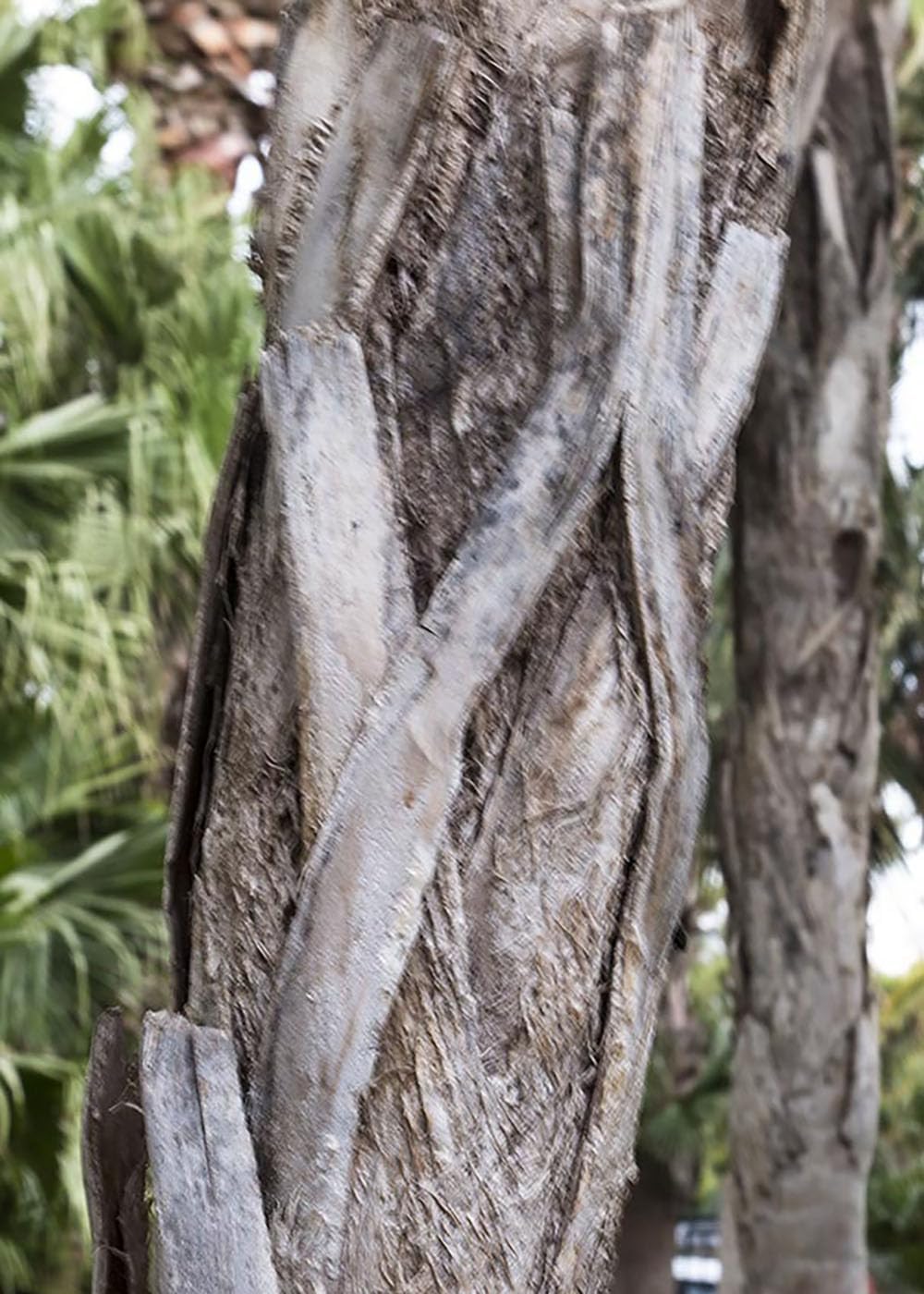 Thrinax Radiata Palm Tree – Florida Thatch Palm Live Tropical Plant, Fan-Leaf Caribbean Palm for Outdoor Landscaping & Coastal Gardens (No Pot) (2, Medium)