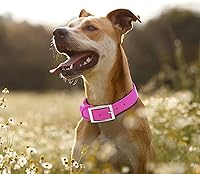 Vista 56 de Wisedog Waterproof Dog Collar: Multiple Adjust 7" to 23.6", Soft Rubber Coated Webbing, Easy to Clean, for Small Medium Large Dogs