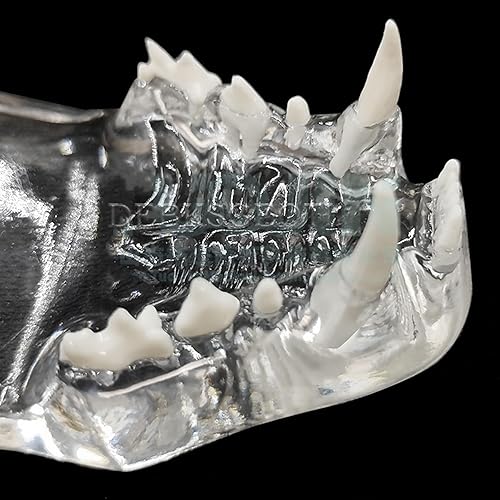Miniatura 8 de DEBKSGEOTI Modelo de dientes transparentes orales para gatos dentales, clínica de mascotas, mandíbula anatómica de dientes para oficina veterinaria