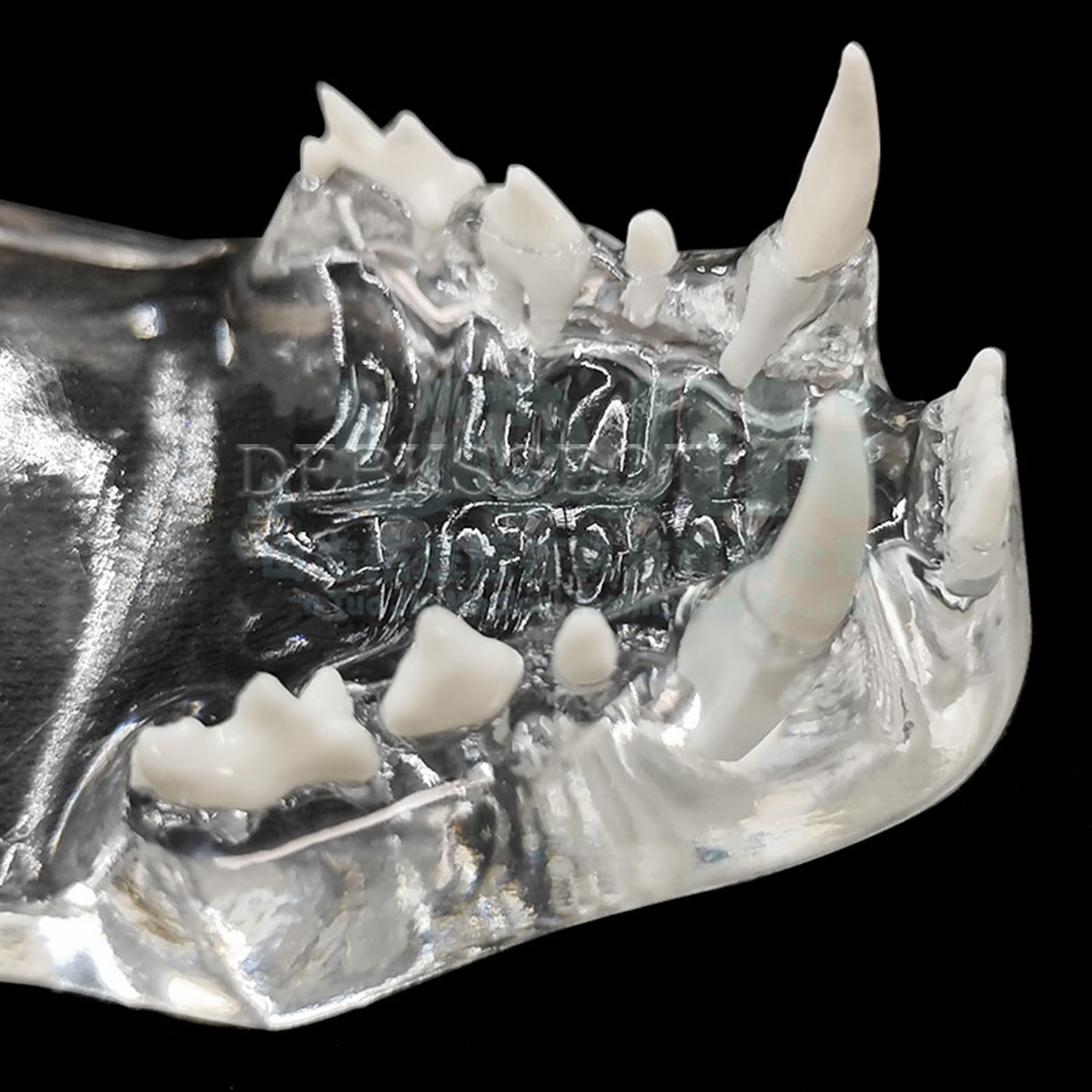 Dental Cat Oral Typodont Modelo de dientes transparentes Clínica de mascotas Mandíbula de dientes anatómicos para caninos veterinarios Oficina Educación Decoración Demostrar (Modelo de