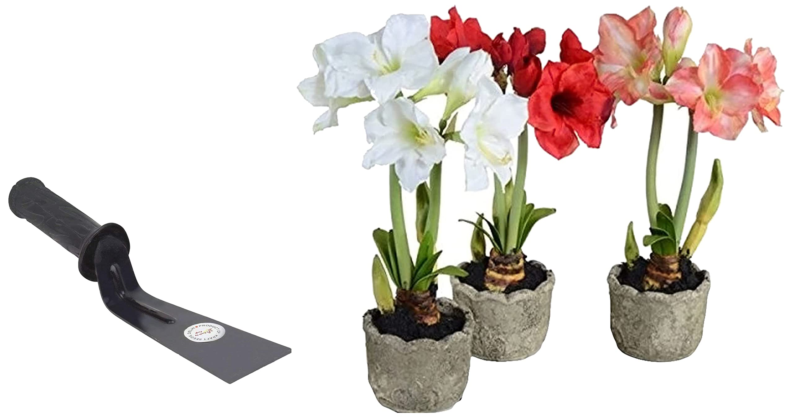 Kraft Seeds Khurpi or Khurpa (3 inch) & Gate Garden Amaryllis Lilly Flower Bulbs (Multicolour, Pack of 11) Combo (B087CPGWTB) Amazon Price History, Amazon Price Tracker