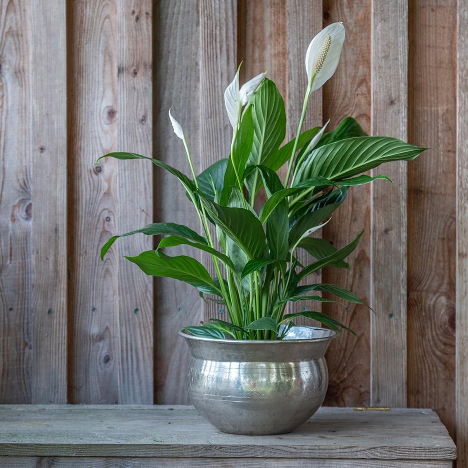Crocus Collection 25cm Polished Silver Plated Etched Bowl Planter Decorative Plant Pot for Indoor Use
