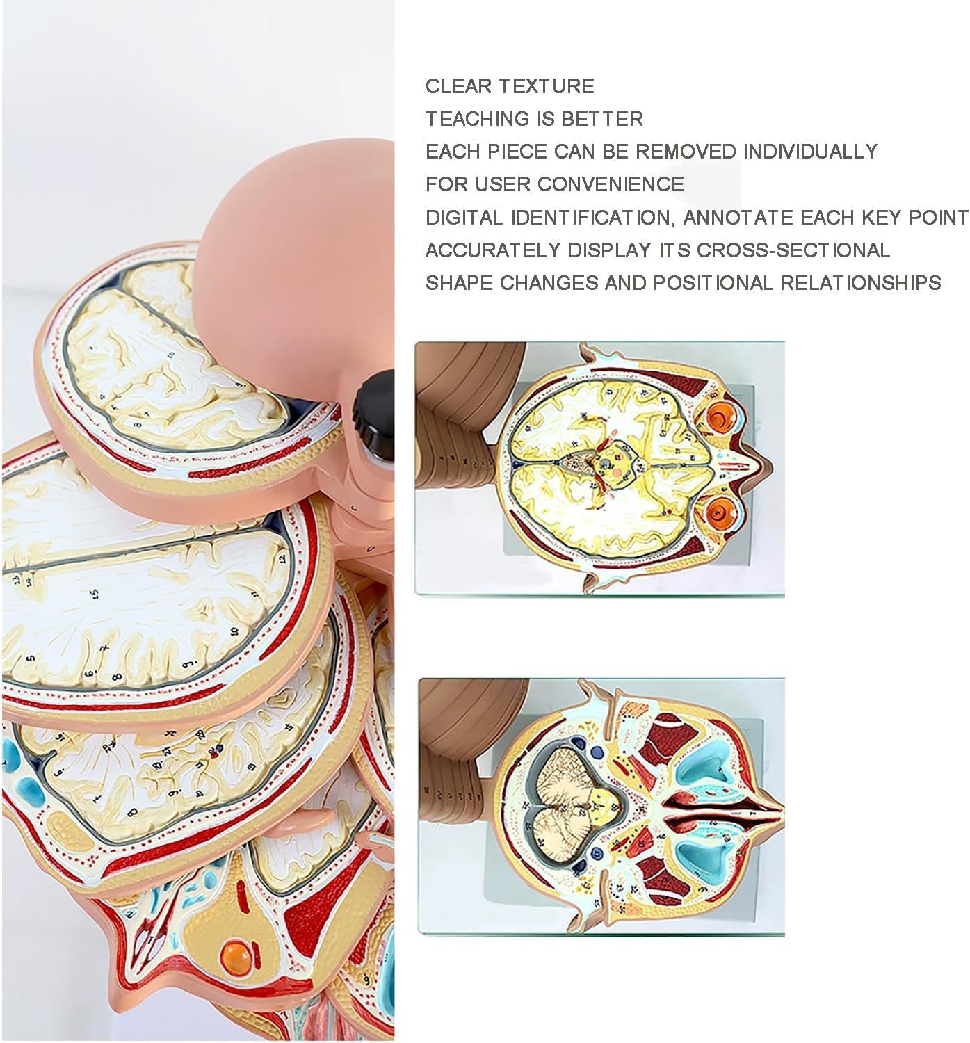 12-częściowy model anatomiczny przekroju ludzkiego mózgu, z cyfrowym oznaczeniem, model demonstracyjny obrazowania Ct MRI do nauczania i wyświetlania medycyny