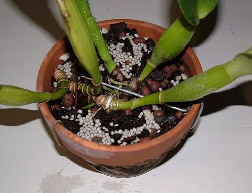 Miniatura 2 de Nutricote 18-6-8 Fertilizante de liberación total de 180 días (1, 5 libras)