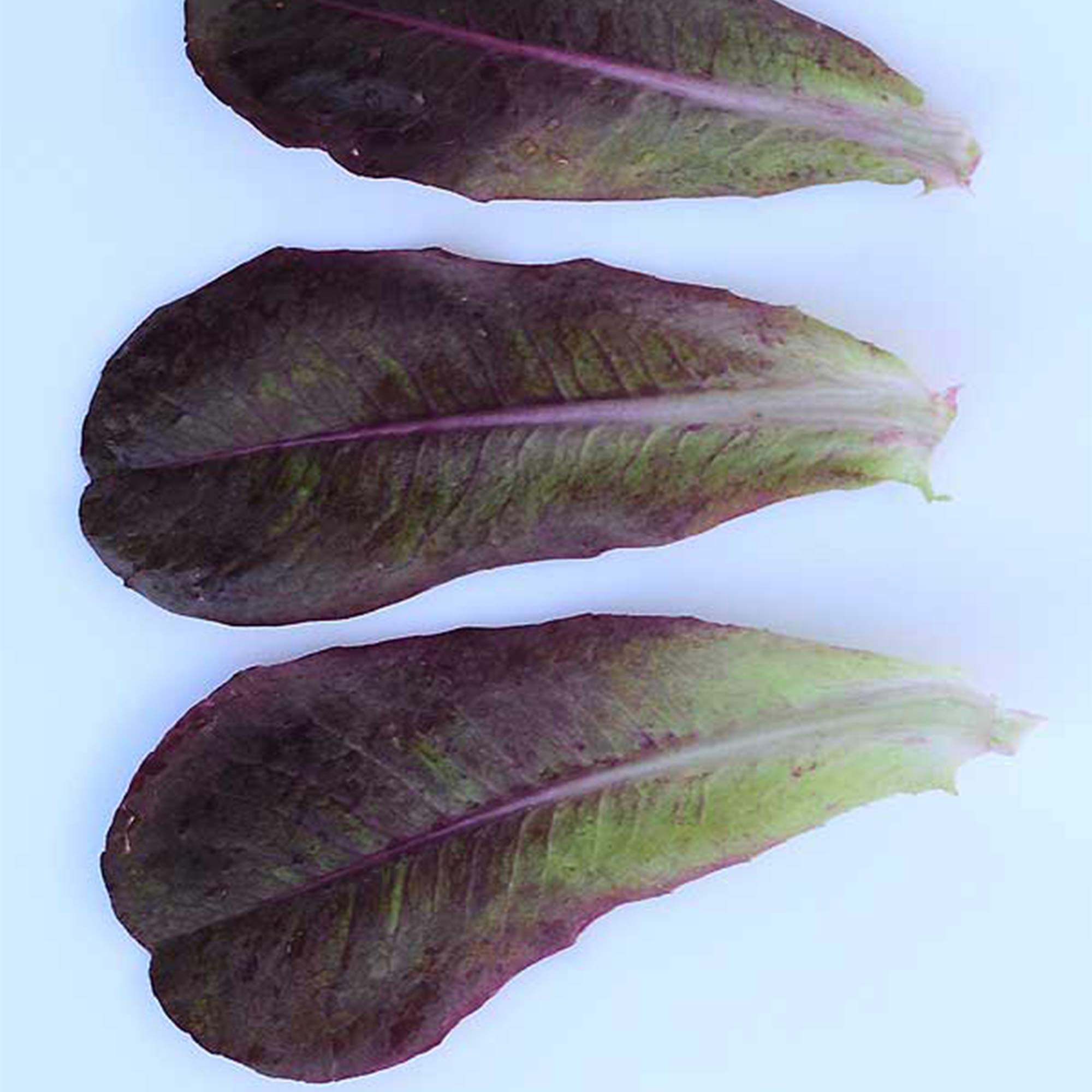 Organic Rouge d'Hiver Lettuce Seeds - 500 mg ~300 Seeds - Organic, Heirloom, Open Pollinated, Non-GMO, Farm & Vegetable Gardening Seeds
