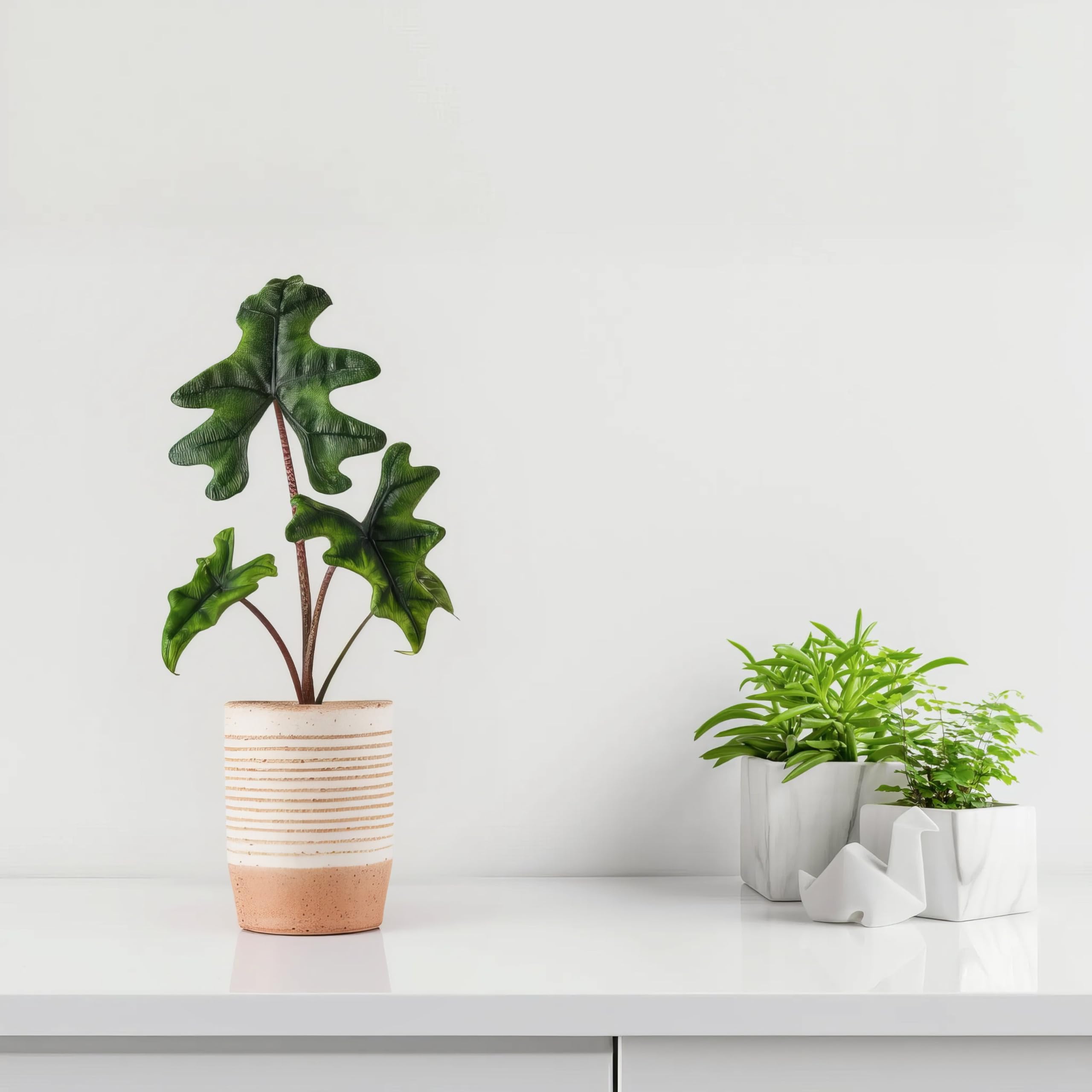 Alocasia Jacklyn - 12cm Topf x 30cm Höhe, tropische Zimmerpflanze, frische Topfpflanze, grüner Blickfang für Wohnzimmer, Bad, Büro, exotisches Blattmuster, natürliche Zimmerdeko