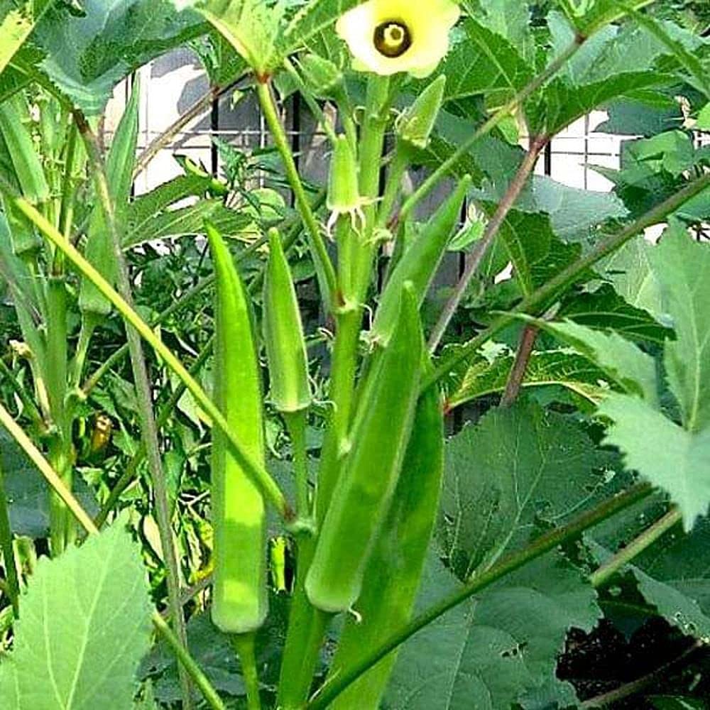 Aero Seeds Lady Finger 30 Seeds-image-34