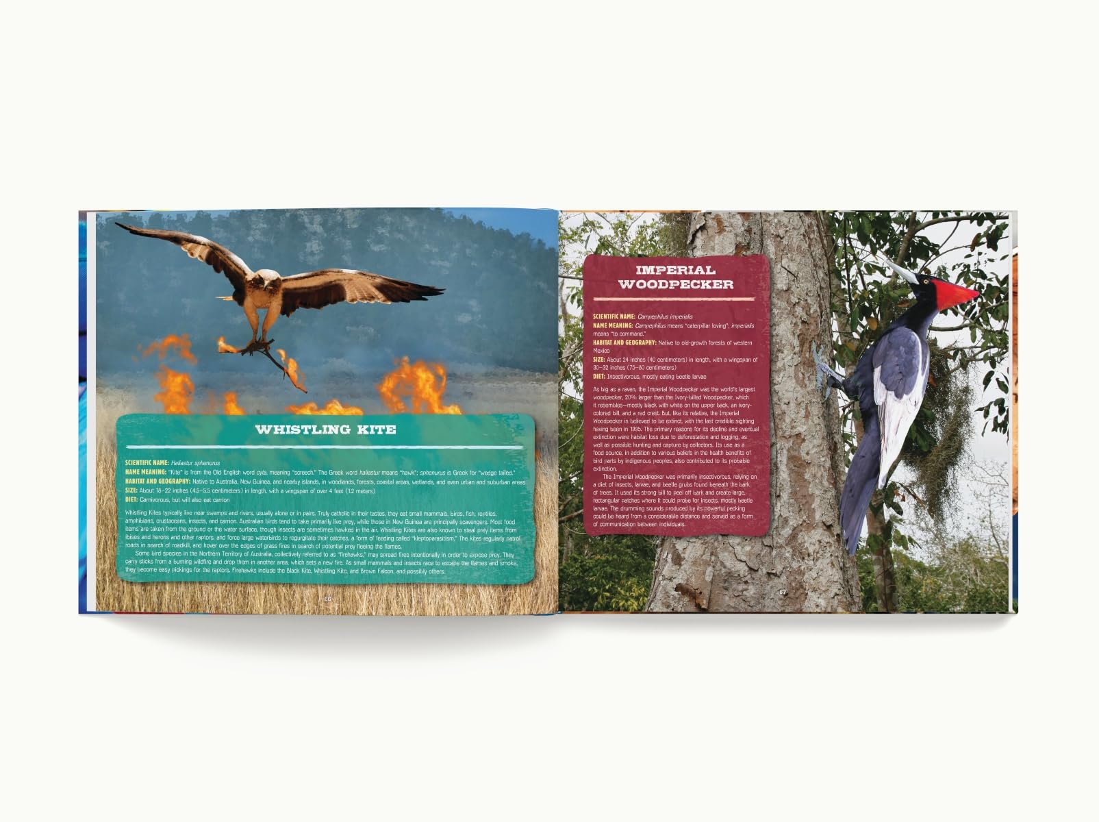 Discovering Birds: The Ultimate Handbook to the Birds of the World - Image 5