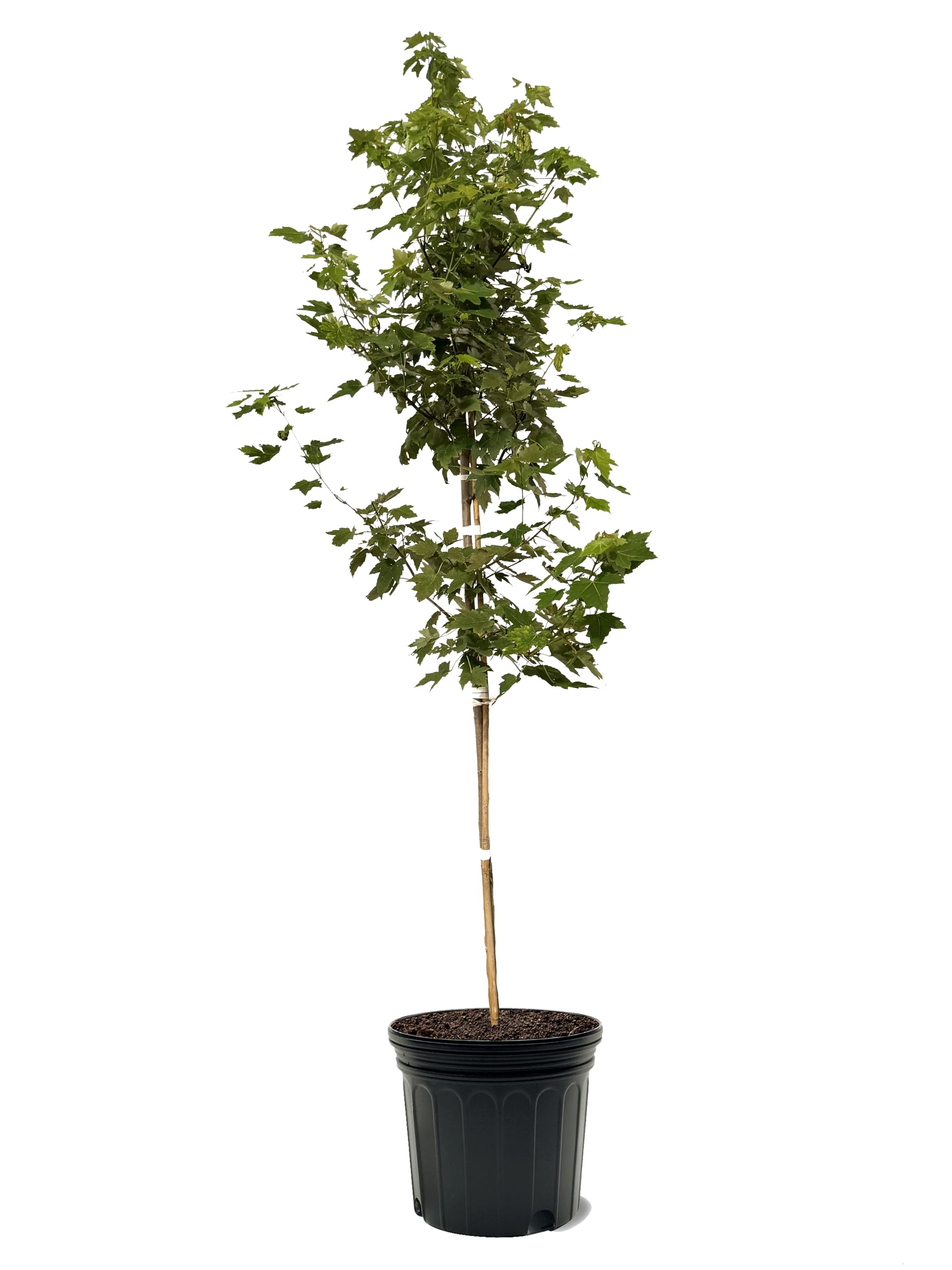 その他 MapleTree Buy Acer palmatum dissectum 'Zig zag' Japanese Maple — Mr
