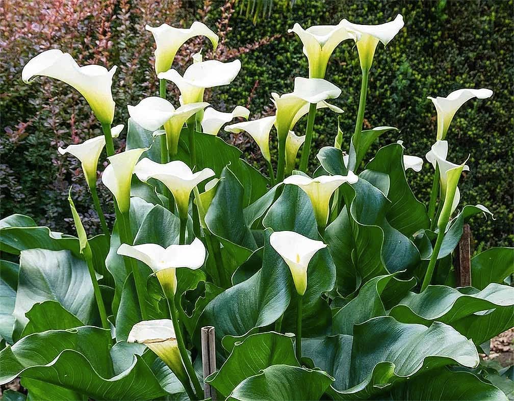 Calla Lilien Rhizome - 2 Stück Pflegeleichte & Winterharte Zwiebeln