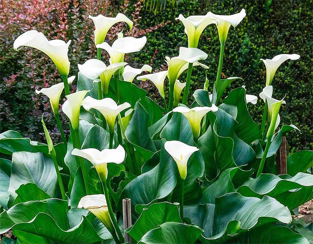 Amazon.com : Large White Calla Lily Rhizome - Graceful, Tall
