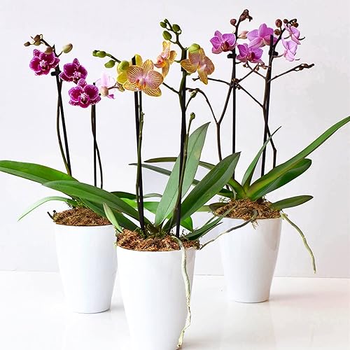 Miniatura 5 de Sukh Musgo de esfagnum para plantas de 10 onzas  Sphagnum Turba Musgo Natural Premium Premium Larga Fibra Chile Secado Musgo Mezcla para macetas