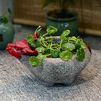 71Pj9oOd3aL._AC_UF350,