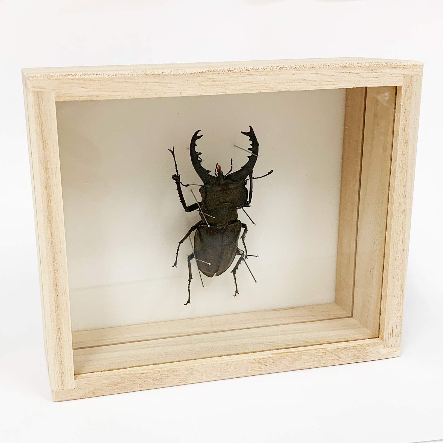 手塚治虫 虫の標本箱 PART III (初版ナンバリング有り) 虫の標本箱