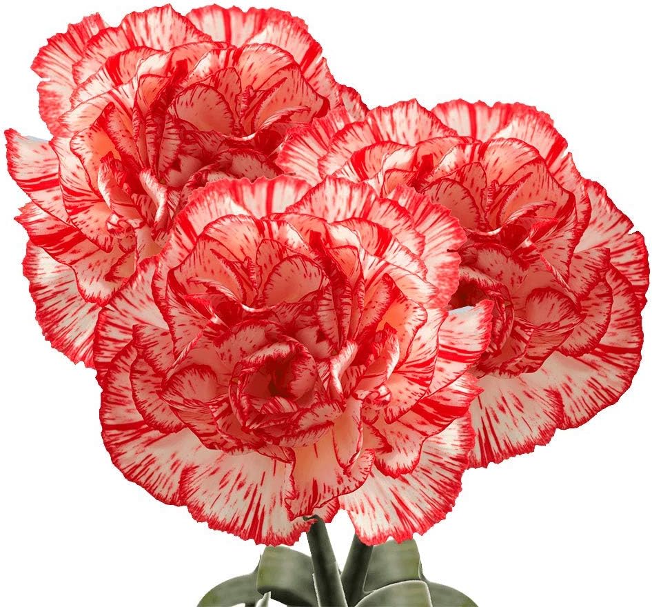 GlobalRose 100 Peppermint Carnation Flowers - Responsibly Sourced Carnations Fresh Flowers - Hand-Picked Fresh Bouquet for Graduation, Anniversary, Birthday & Special Occasions (4 Bunches of 25 Stems)