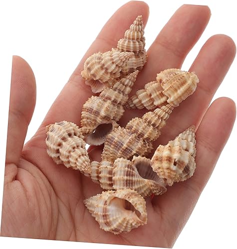 Miniatura 6 de NOLITOY 3pcs 1 Natural Conch Sea Animal Figurine Beach Coastal Ornament Beach Themed Decorations Sea Animal Ornament Miniatures Beach Shell Scallop