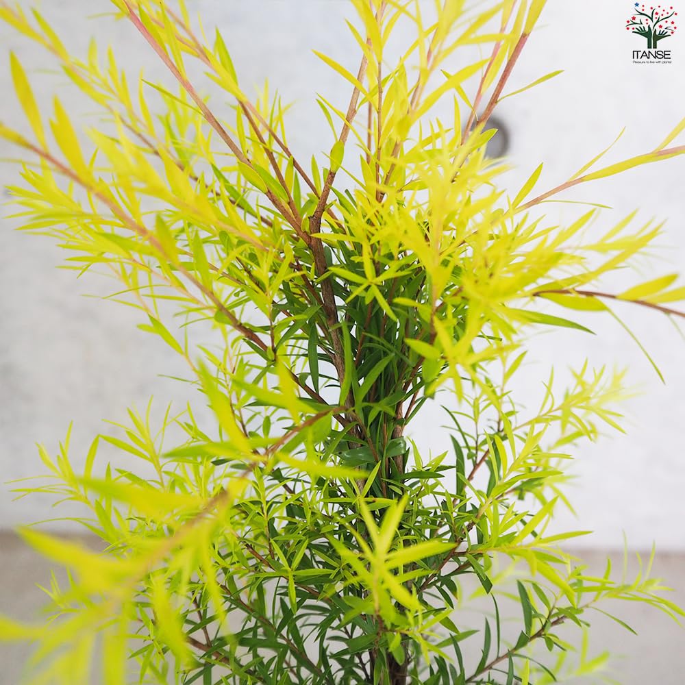 Amazon.co.jp: ITANSE メラレウカ・レボリューション