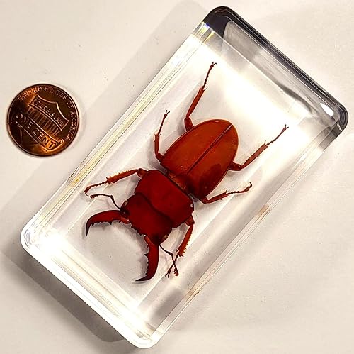 Miniatura 55 de Escarabajo de algodoncillo azul cobalto real de 1.732 in en espécimen de resina de lucita cristalina, insectos, insectos preservados, colección