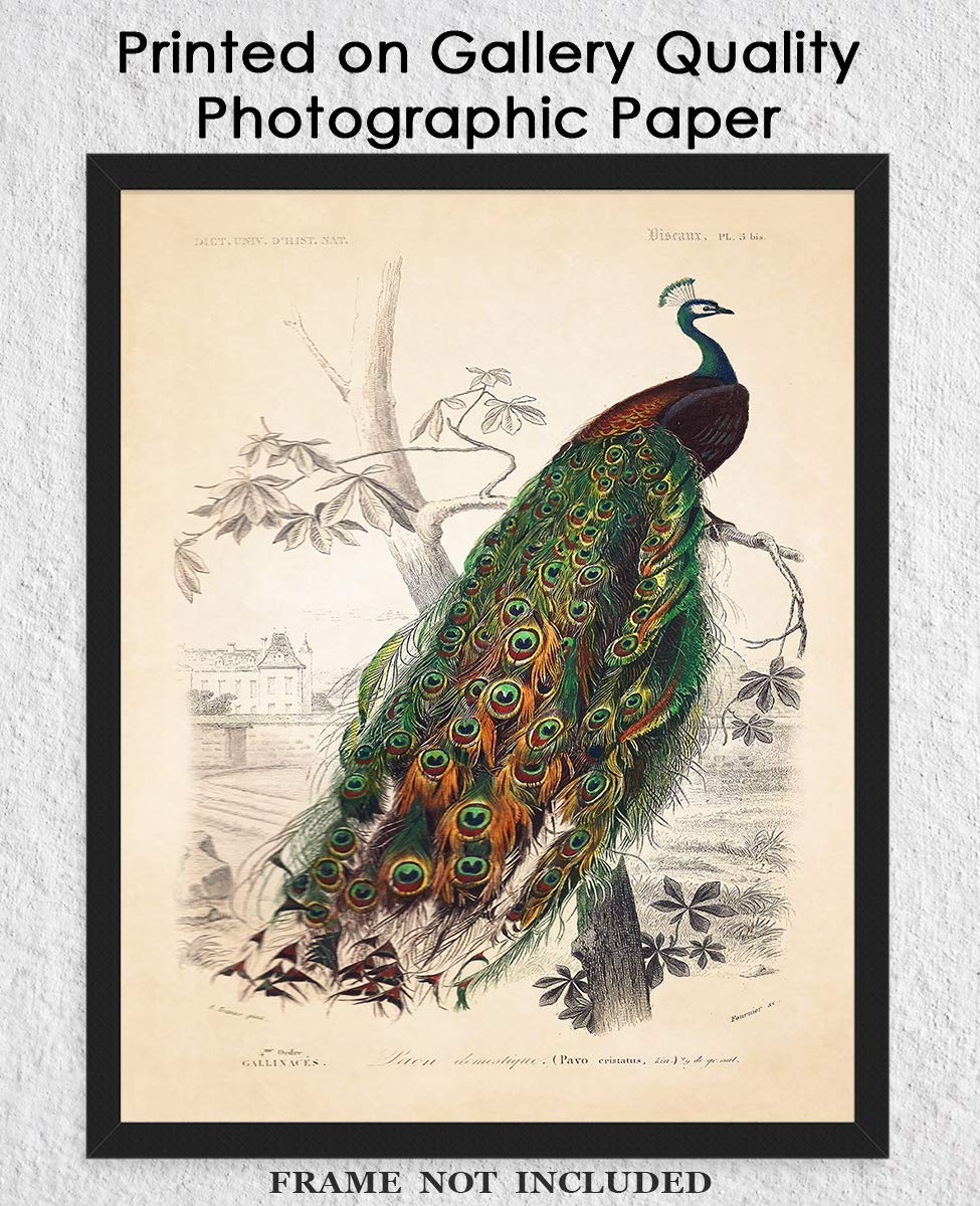 Amazon.com: Vintage Peacock: Unique Bird Wall Art Poster Print for