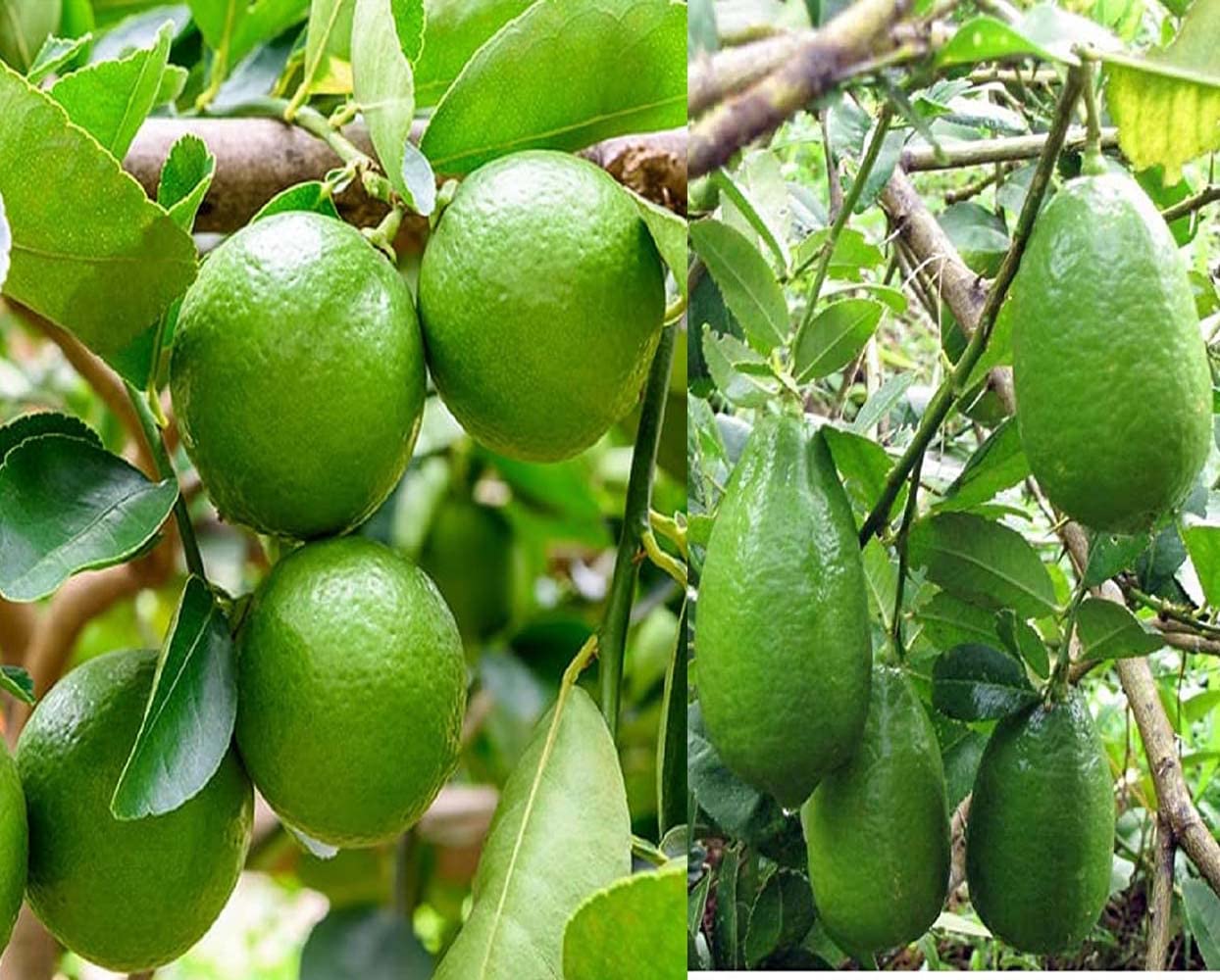 See full amazon price history chart for IXORA Combo Nimbu Thai Patti Lemon & Gandharaj Lemon Variety Fruit (Air Layering/Grafted) Live Plants & Tree(1-2 Ft Size) (Pack of 2) IXORA Combo Nimbu Thai Patti Lemon & Gandharaj Lemon Variety Fruit (Air Layering/Grafted) Live Plants & Tree(1-2 Ft Size) (Pack of 2) (B0BM7ZSQ3Q) Amazon Price History, Amazon Price Tracker