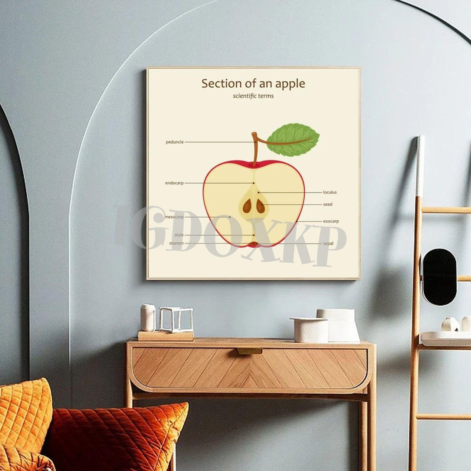 Amazon.com: IDIDOS Apple Slice Internal Structure Anatomy Guide