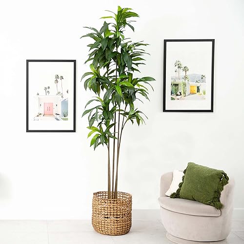Vista 13 de Nearly Natural Planta artificial Dracaena de 56 pulgadas (tacto real)