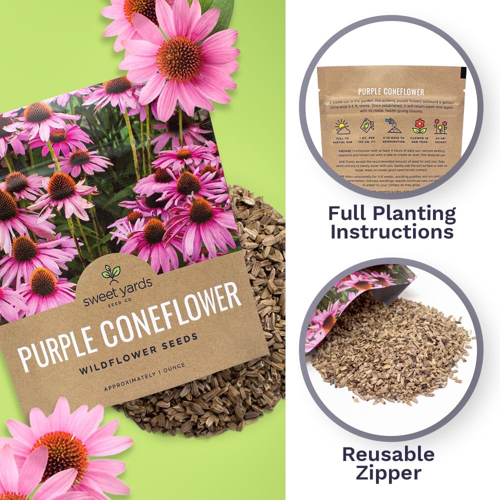 Sweet Yards Seed Co. Purple Coneflower Seeds  Extra Large Packet  Over 3,000 Open Pollinated Non-GMO Wildflower Seeds  Echinacea purpurea 1 Ounce Packet
