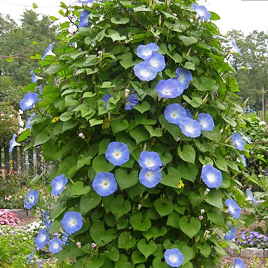 – 50 Ipomoea Blue Morning Glory Seeds UK Climbing Flowers for Gardens to Plant