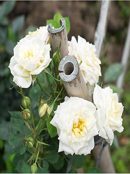 Gardenbox Beyaz Kokulu G l Fidan , 10-15 cm, Saks l  A l  G l