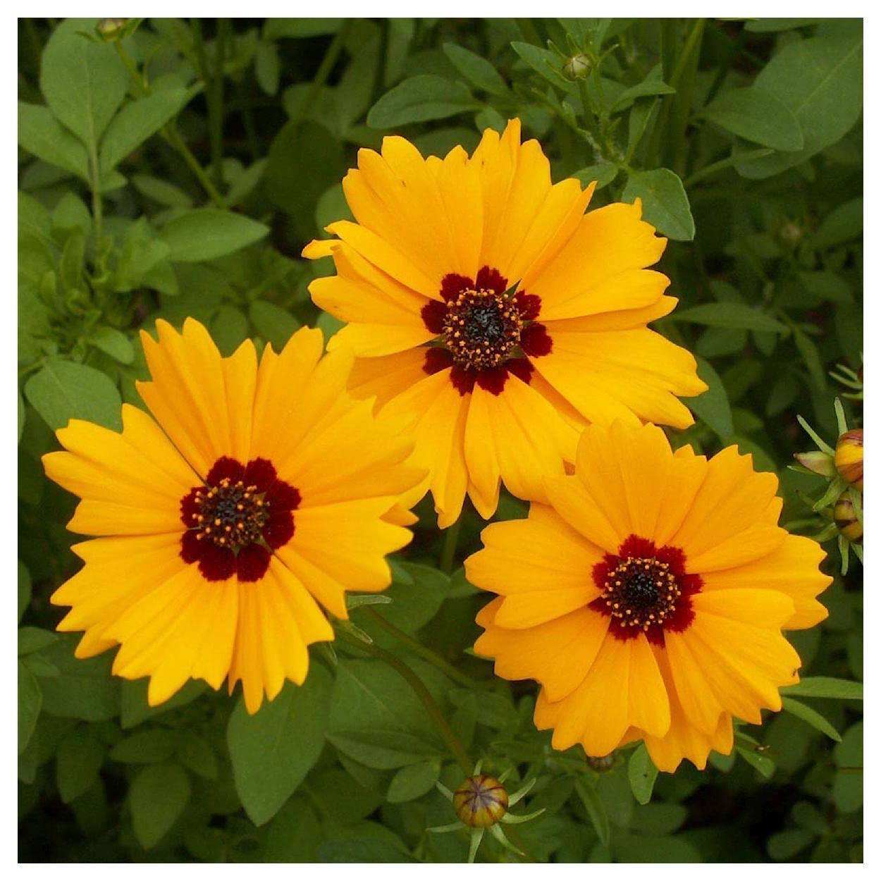 Everwilde Farms Golden Wave Tickseed Native Wildflower Seeds