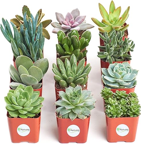 Miniatura 3 de Shop Succulents  Plantas vivas únicas, paquete variado seleccionado a mano de mini suculentas  Colección de 12 plantas de interior fáciles de