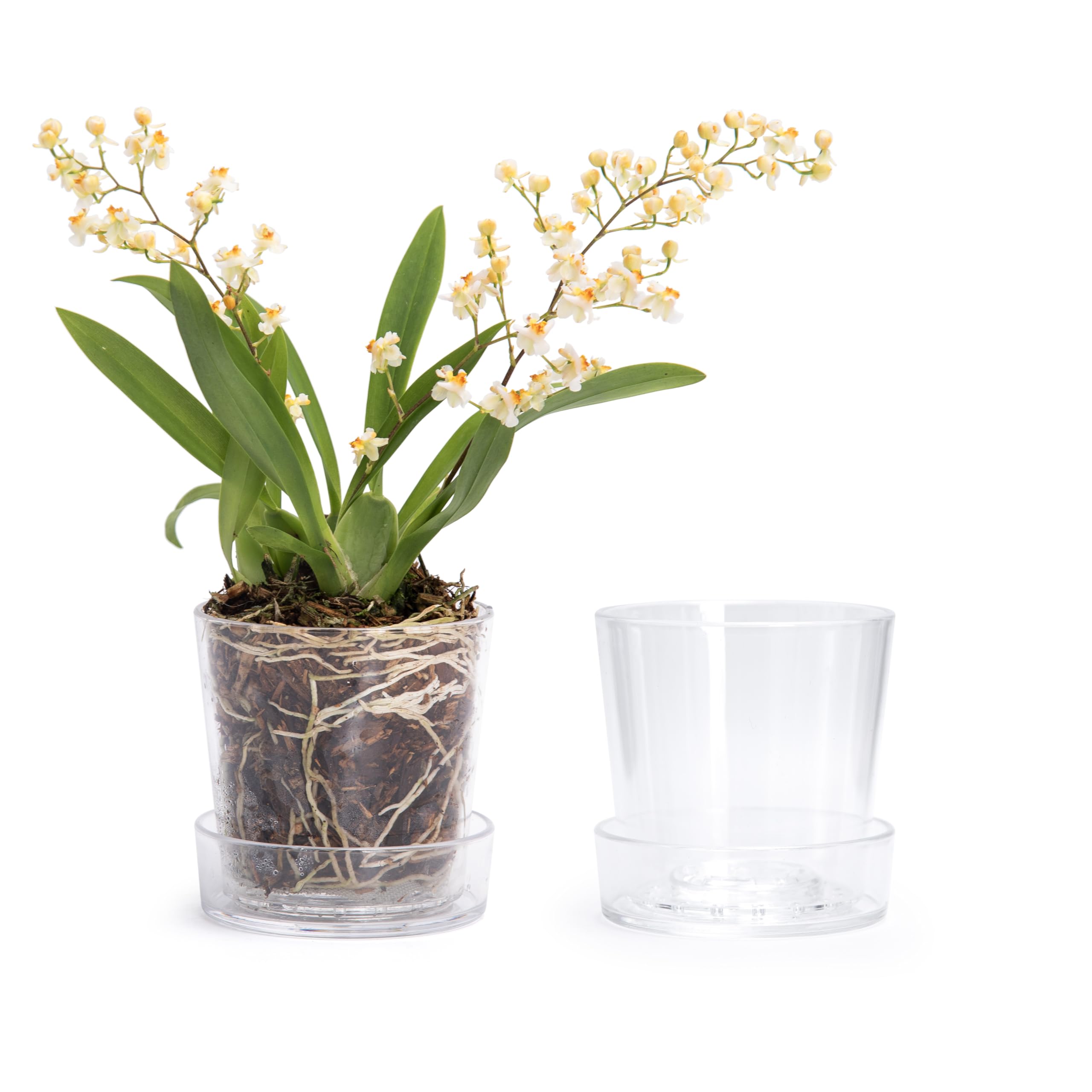 Phoenix Vine 3.5 Inch Clear Acrylic Planter Pot with Tray, Orchid Pot with Drainage Holes, Deep Saucer for Bottom Watering, Transparent Containers for Indoor Plants, Herbs, Set of 2, 91-A-D-2
