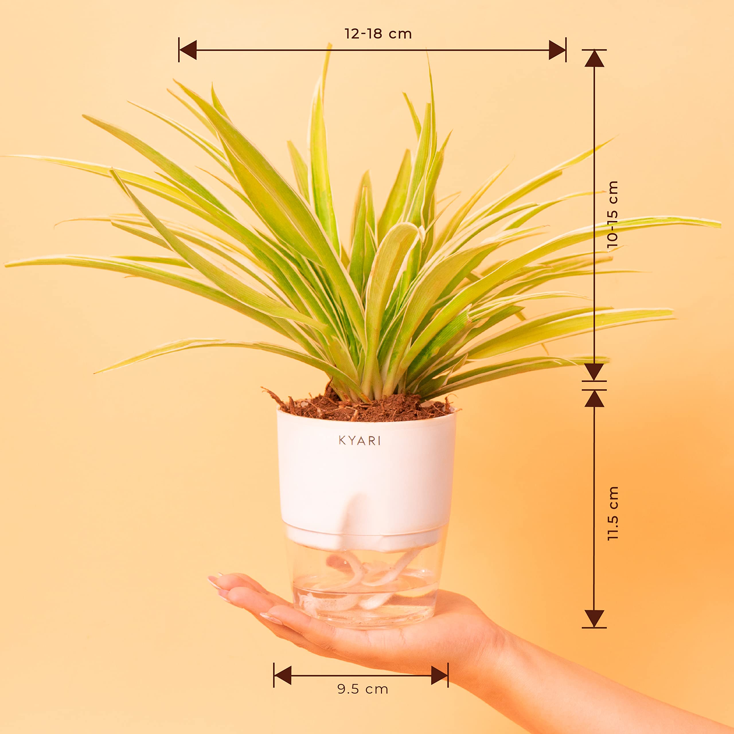 KYARI Spider Indoor Plants for Living Room | Live Plants | Plants with White Pot for Home | Air purifier plants | Plants for Home Decor - Image 4 thumbnail