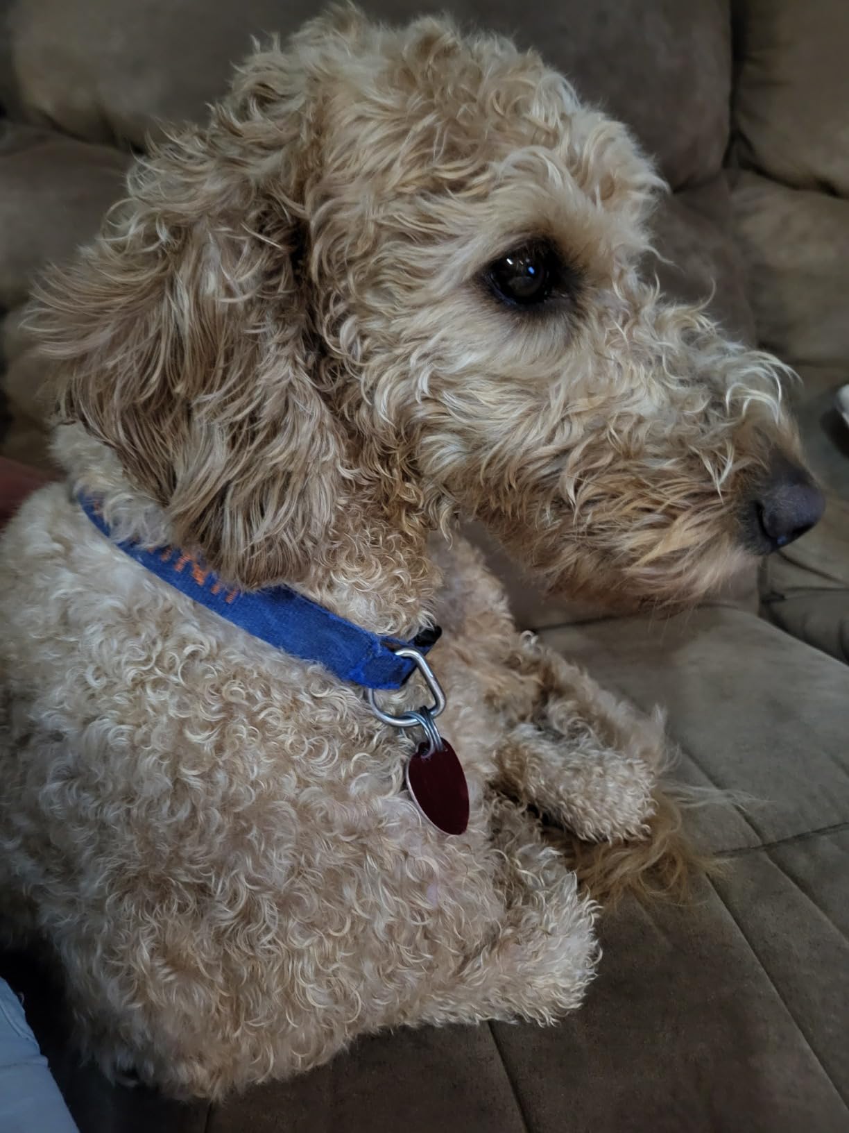 Doodle Detangler Spray