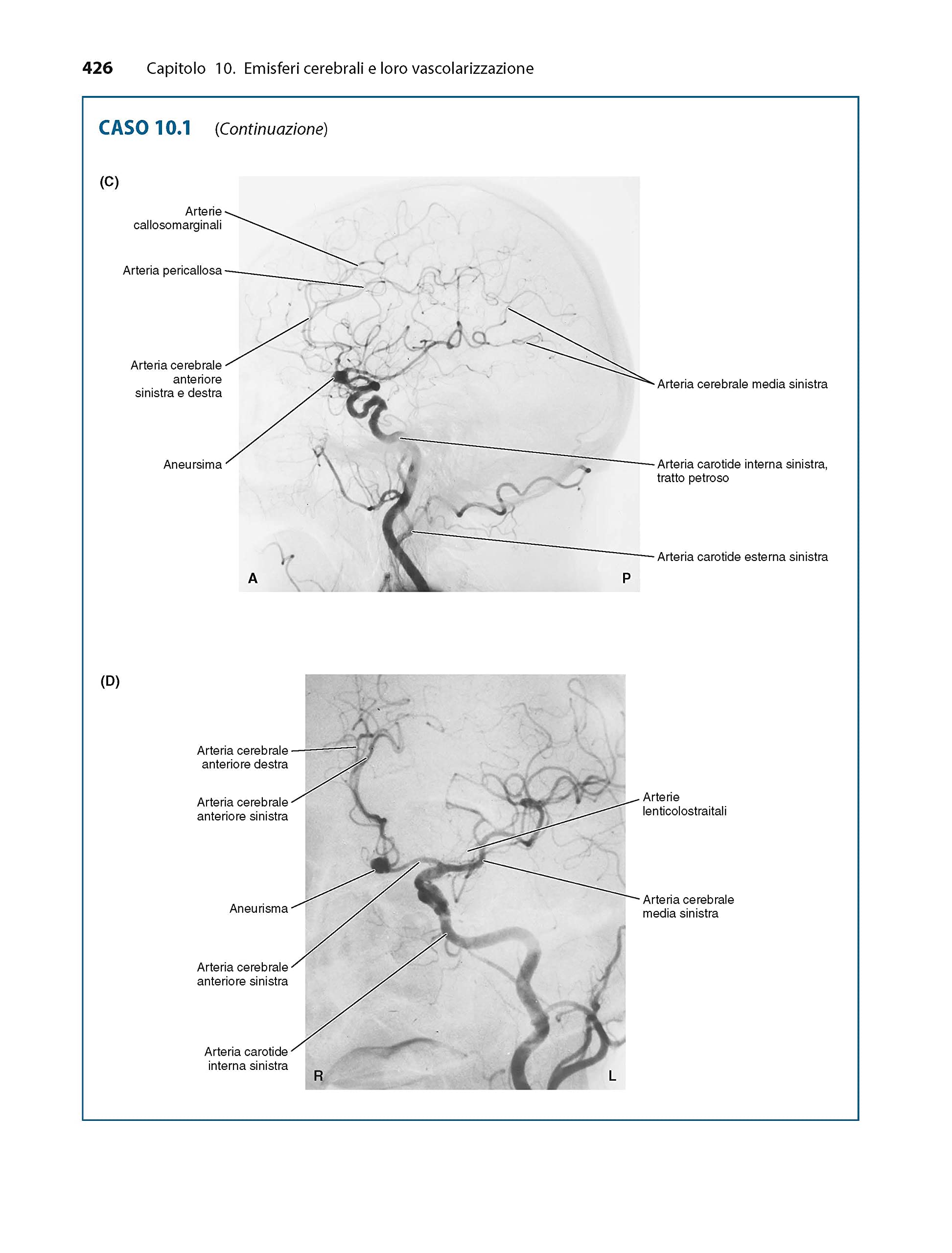 Piccin Nuova Libraria S.p.A. Neuroanatomia attraverso casi clinici