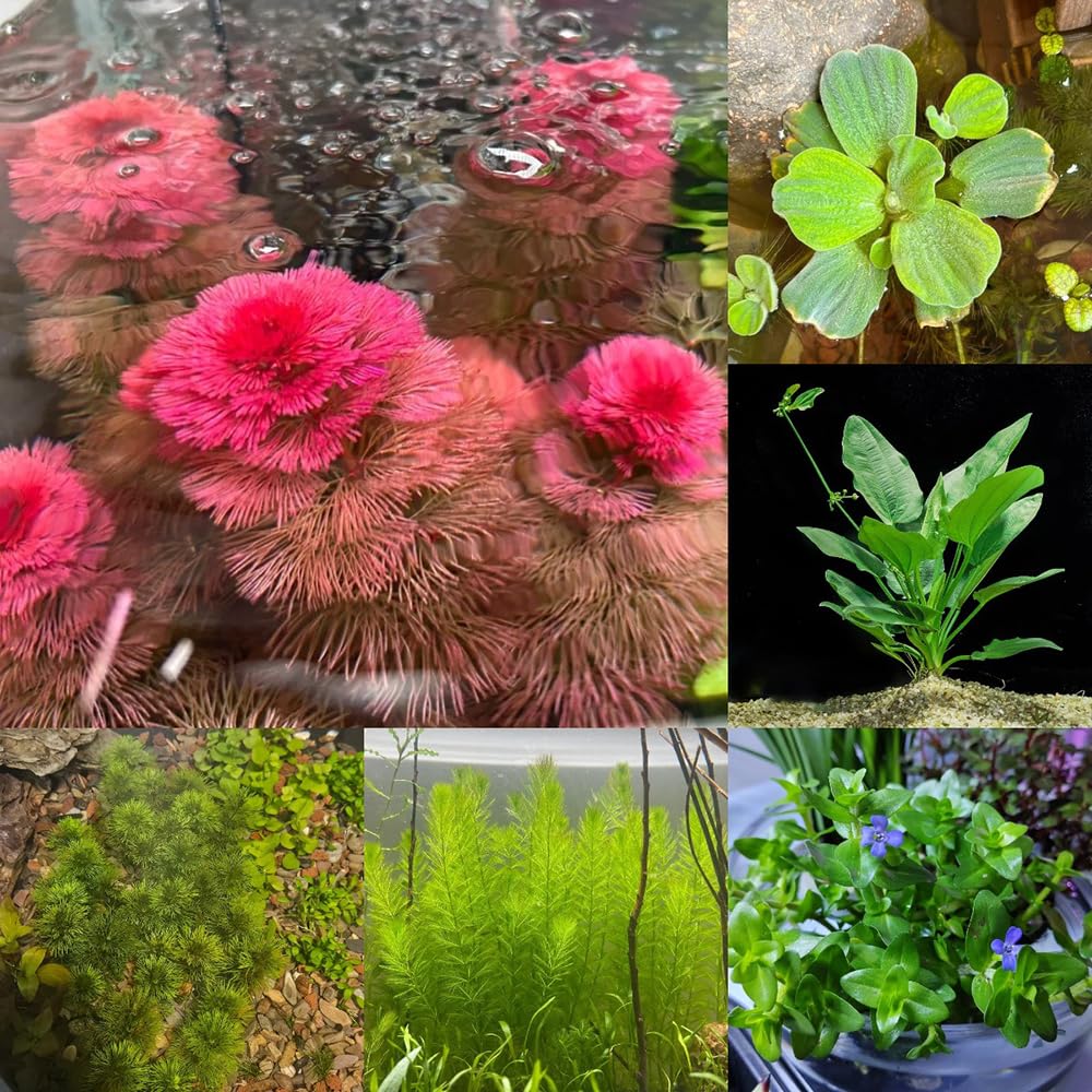 500 piezas semillas de plantas acuáticas (plantas de estanque) Plantas de balcón resistentes plantas en macetas las plantas de estanque son resistentes mini estanque de plantas acuáticas