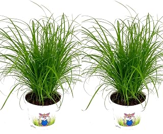 2 x Cat Grass Cyperus 'Zumula' - Growing Plants (not Seed) in 13cm Pots - Catnip That Cats Love
