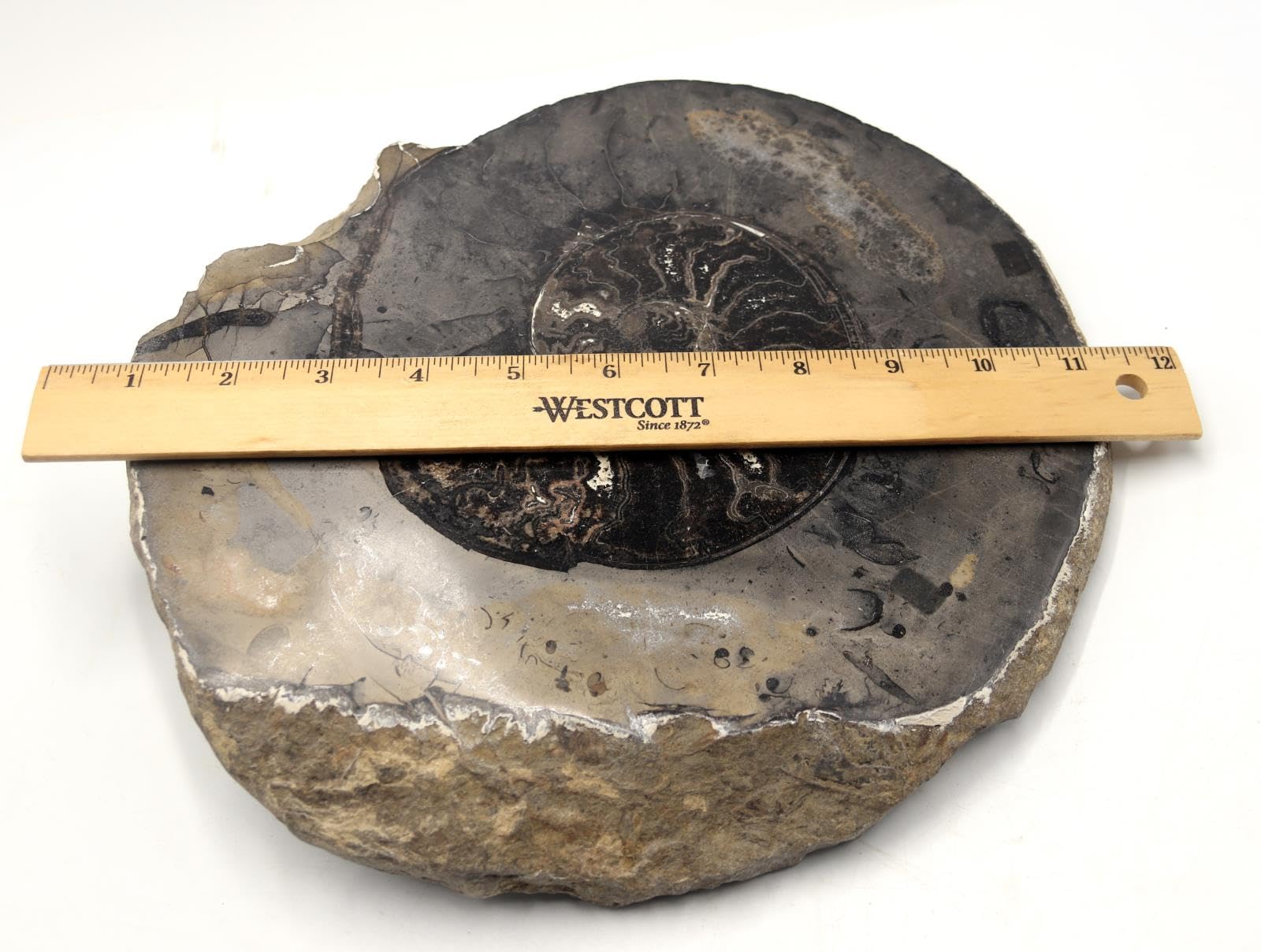 Amazon.com: Ammonite Fossil 10 inches #17612 : Industrial & Scientific